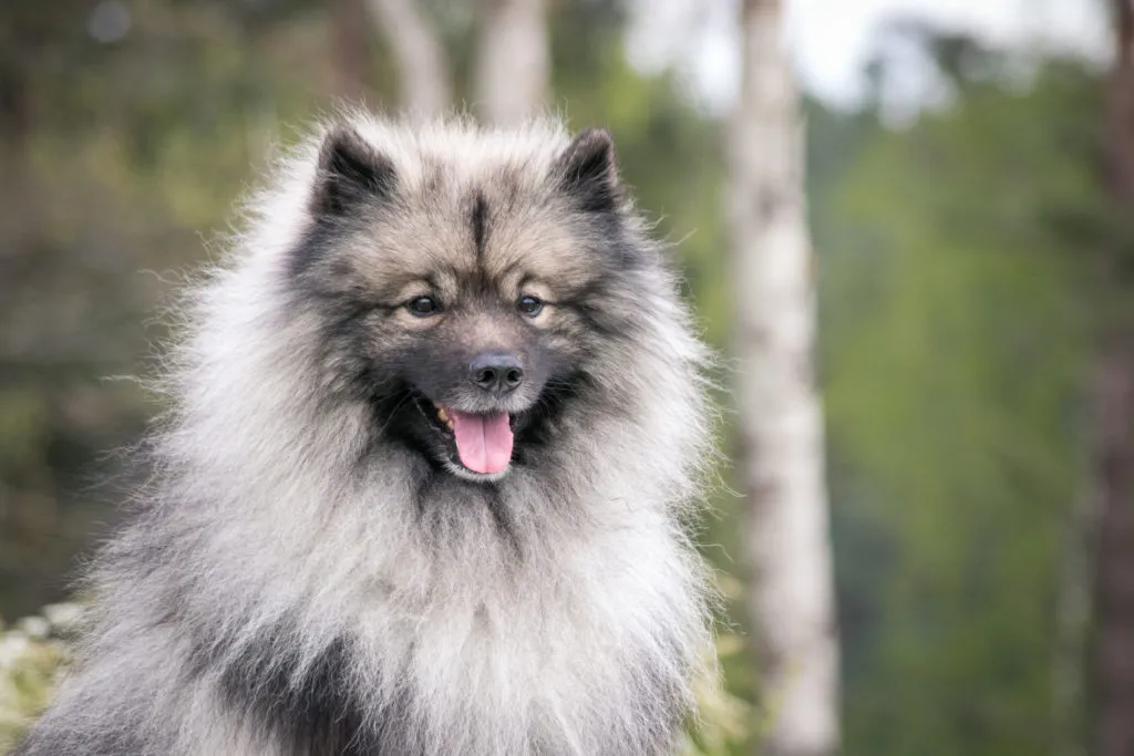 Keeshond dog portrait