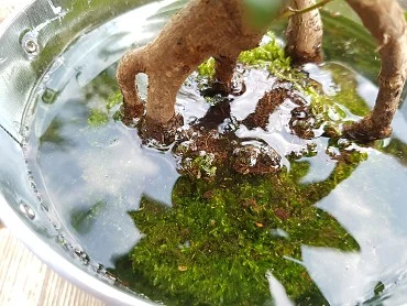 Malá rostlina s mechem ponořená ve vodě v průhledné nádobce.