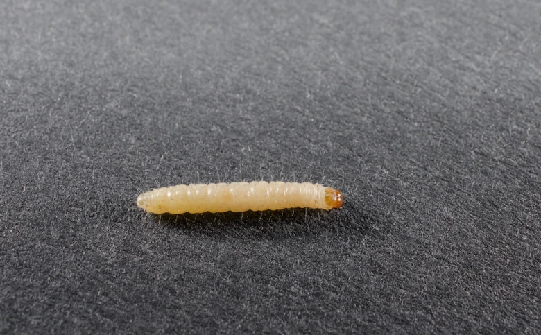 Bílá larva mola na tmavém povrchu pro identifikaci.