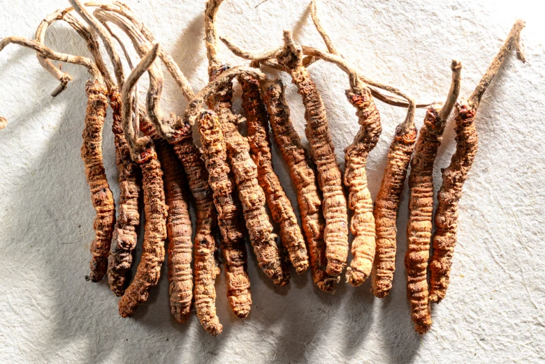 Sušené houby Cordyceps sinensis s připojenými stonky.