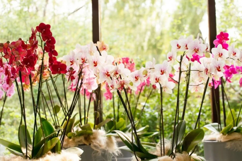 Květy fialových orchidejí Phalaenopsis v nádobách u okna.