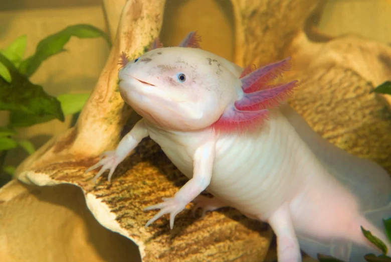 Bledavý růžový mexický axolotl sedící na kamenu v akváriu.