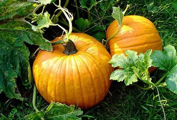 Dvě zralé oranžové tykve rostou mezi zelenými listy v zahradě.