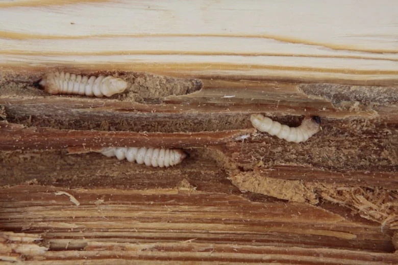 Bílá larva tesaříka obecného v poškozeném dřevě s viditelnými tunely.