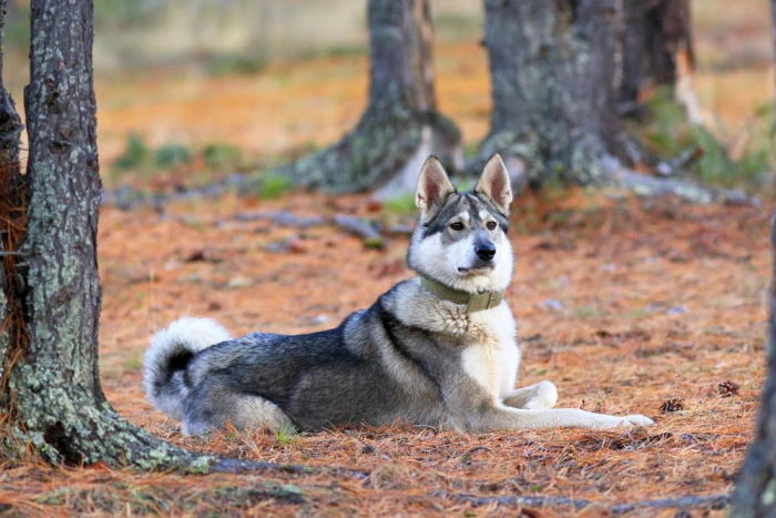 Sibiřský husky leží na jehličí v lese.