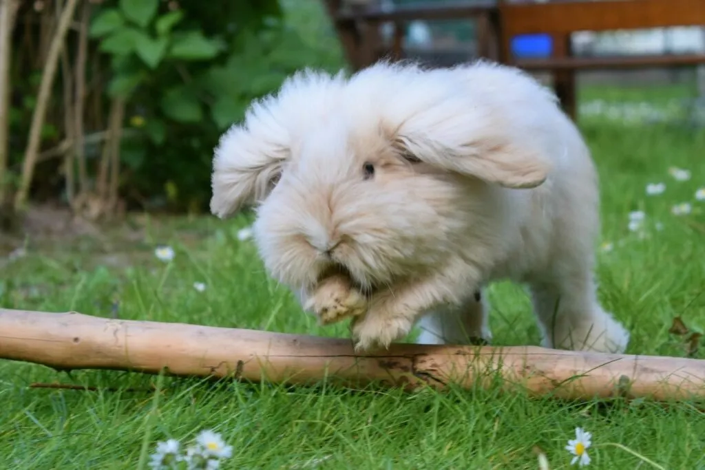 Bílý králík Teddy stojí na trávníku s květinami.