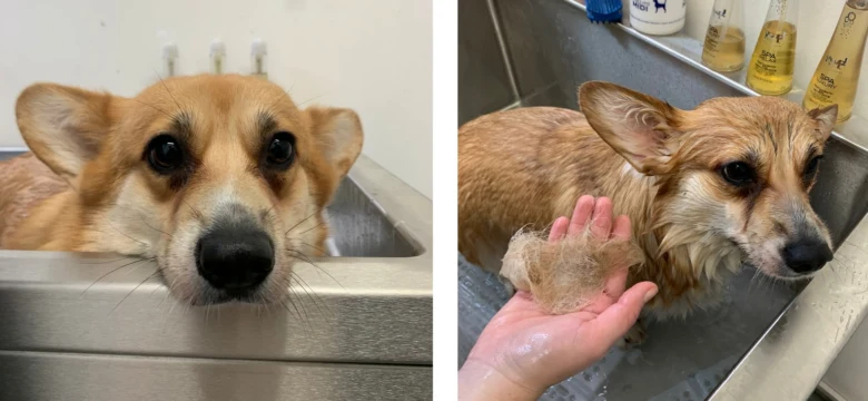 Corgi pes v kádě při koupeli s mokrými srstí.