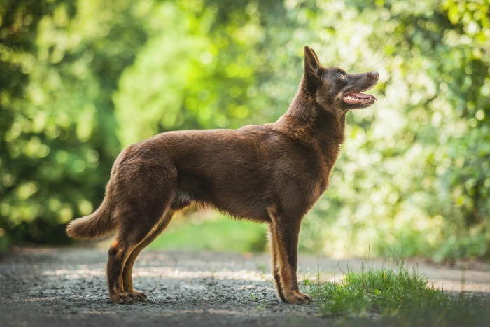 Hnědá australská kelpie stojí na štěrkové cestě v přírodě.
