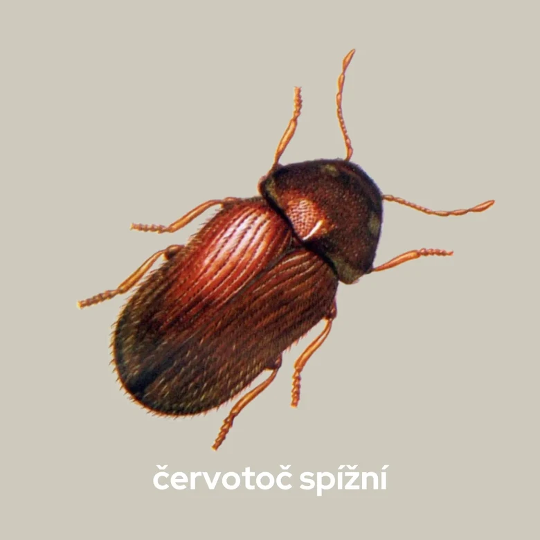 Hnědý brouk v kuchyni - červotoč spížní na neutrálním pozadí.