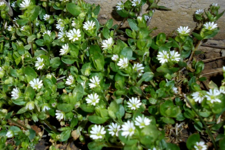 Bílé květy ptačince žabínce rostoucího u kamenného zdi