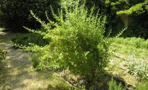 Čínská kustovnice rostoucí na zahradě v slunečním světle.
