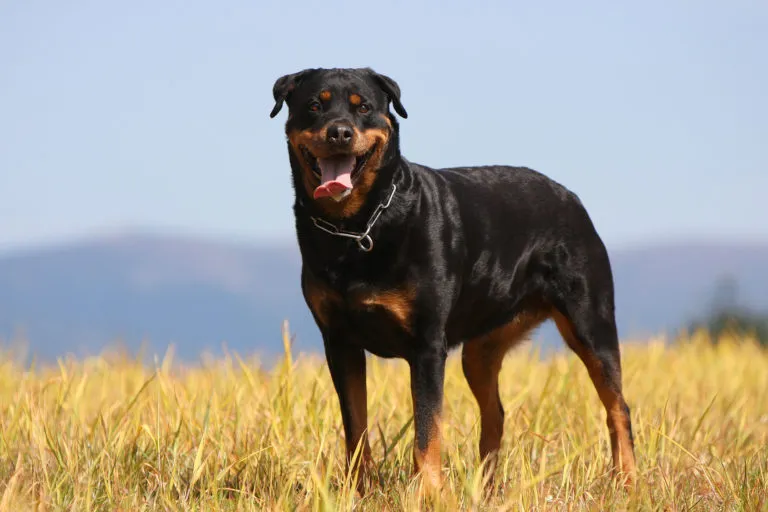 Zdravý rottweiler stojí na travnatém poli pod modrou oblohou.