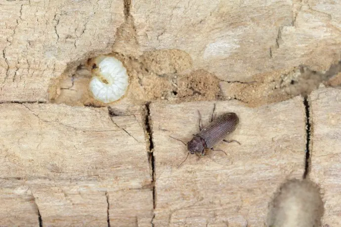 Dospělý brouk a jeho bílá larva na kůře stromu.