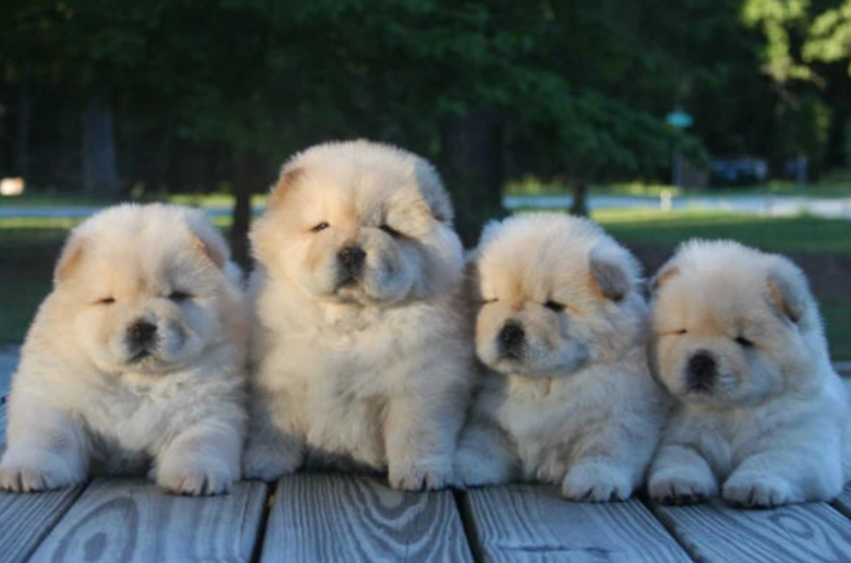 Four chow puppies sitting together