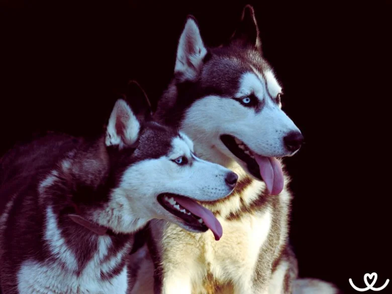Dvě husky psi sedící vedle sebe na tmavém pozadí.