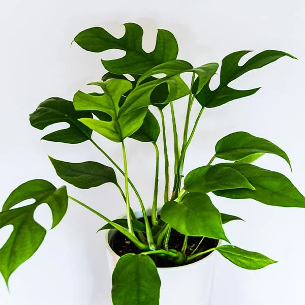 Zdravá monstera rostlina v bílém květináči na čistém pozadí.