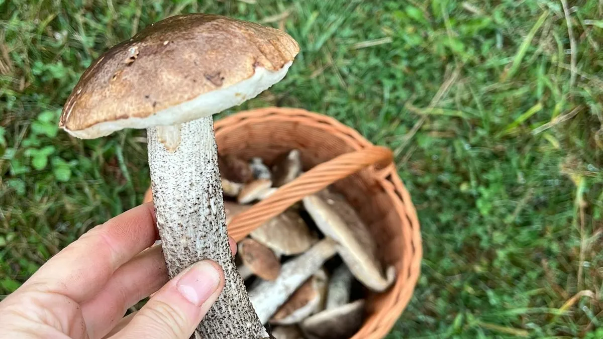 Ruka drží houbu nad košíkem plným jiných hub na trávníku.