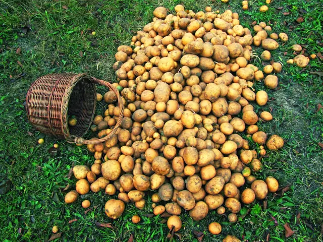 Hromada brambor na trávě vedle prázdného košíku.