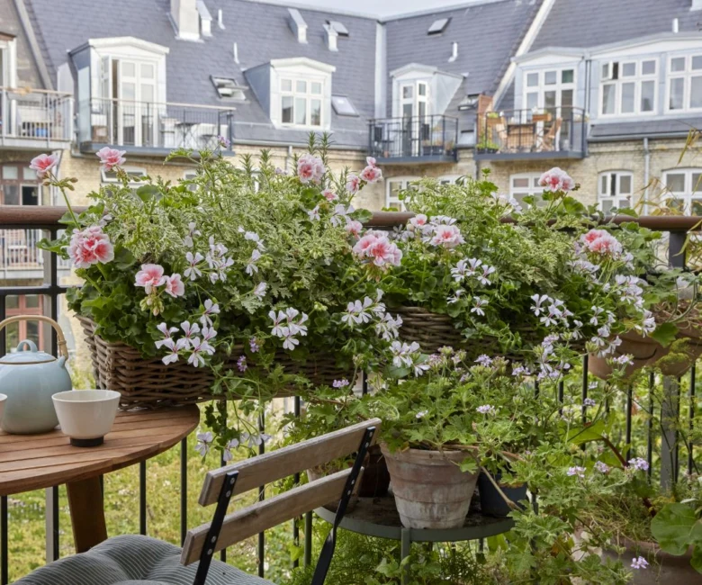 Rostoucí muškáty v koších na balkóně s kvetoucími růžovými květy.