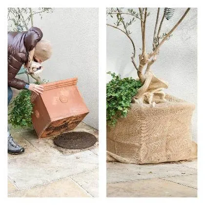Muž sází olivovník do květináče na zahradu.