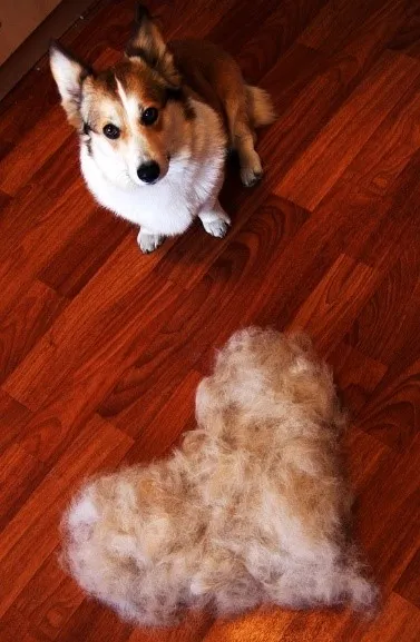 Corgi sedící vedle hromady svléknutého srsti na podlaze.
