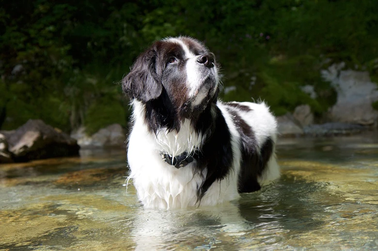 Černobílý pes plemene landseer stojí v řece a hledí nahoru.