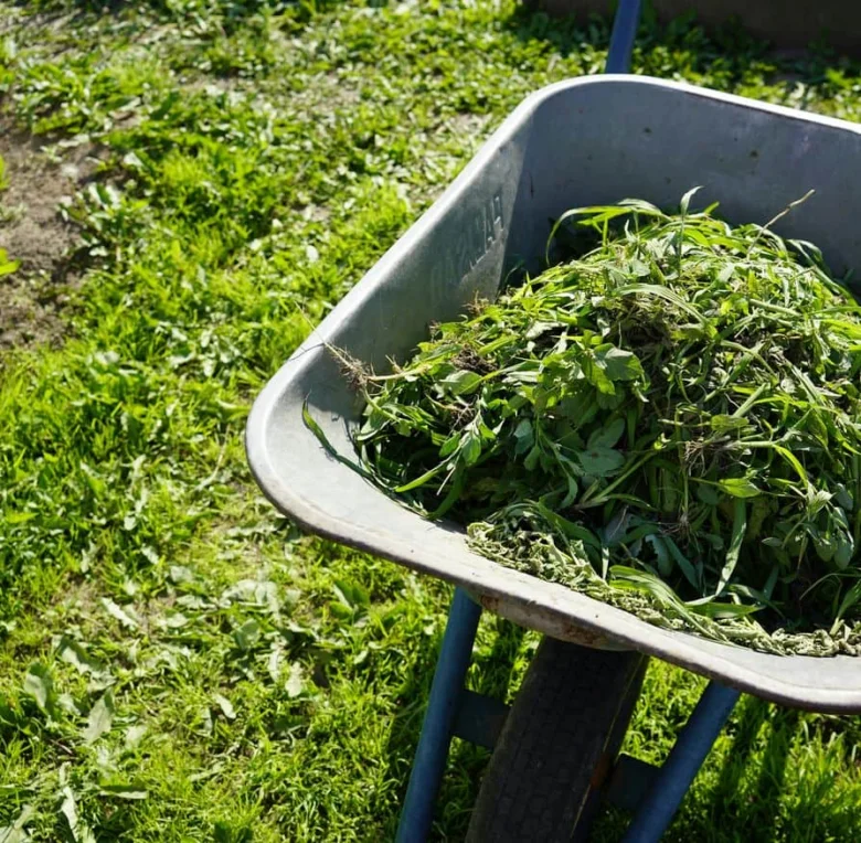 Wheelbarrow with weeds