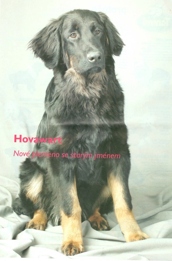 Černý hovawart sedí na bílém povrchu s textem o plemeni.