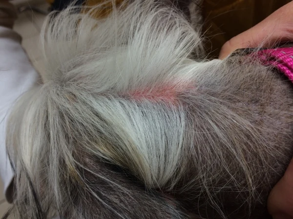 Pso s vyholenou srstí od kousnutí klíšťat Demodex.