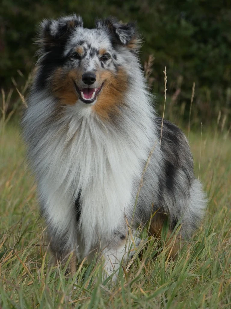 Sheltie dog in grass