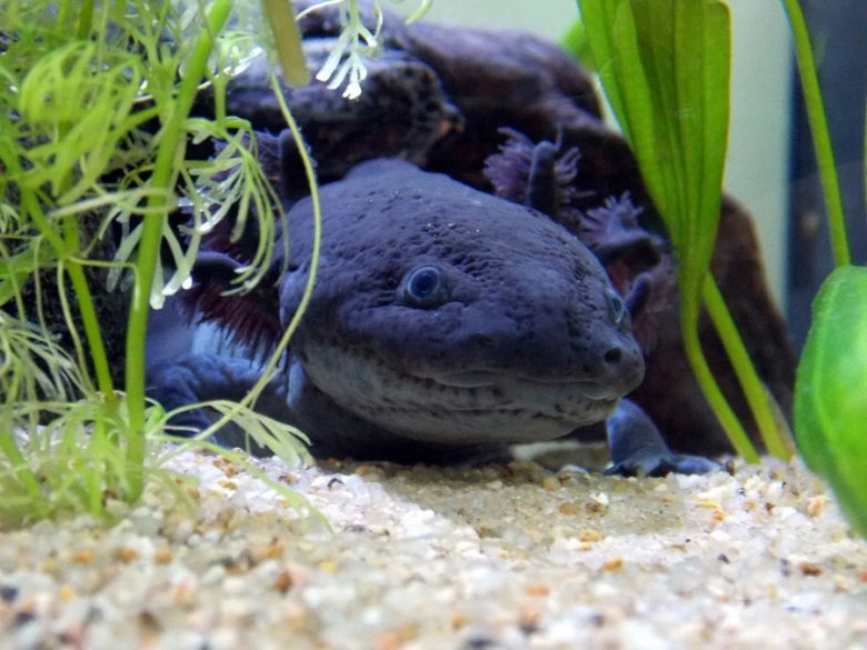 Mexican axolotl in aquarium