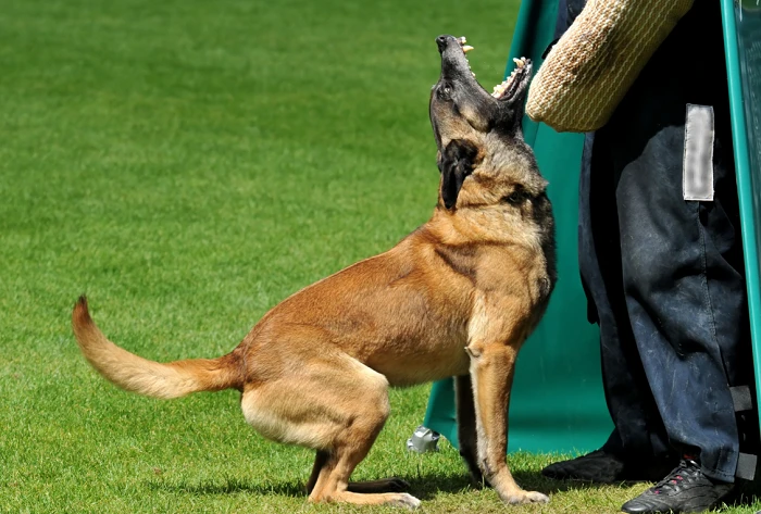 Malinois dog barking