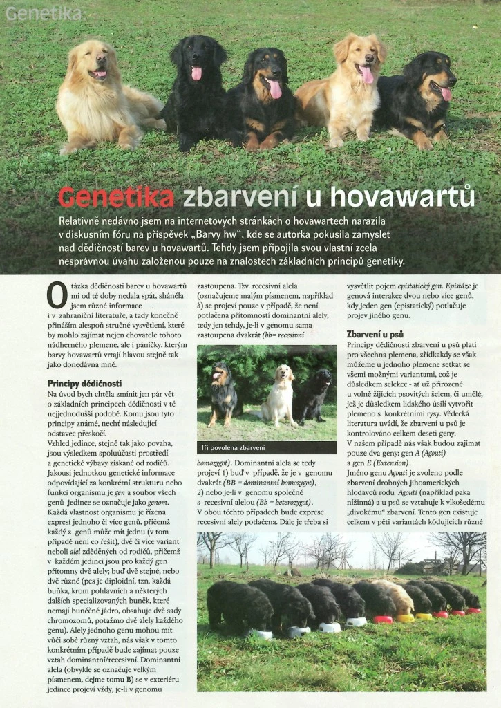 Šest hovavrtů sedících v řadě na trávníku.