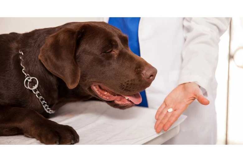 Veterinář podává psu tablet pro odčervování na vyšetřovacím stole.