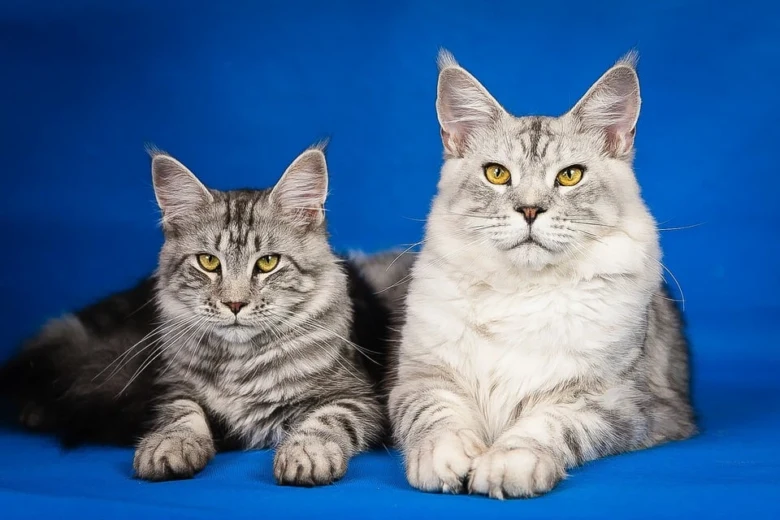Dvě plnovlasé šedobílé kočky rasy Main Coon leží vedle sebe.