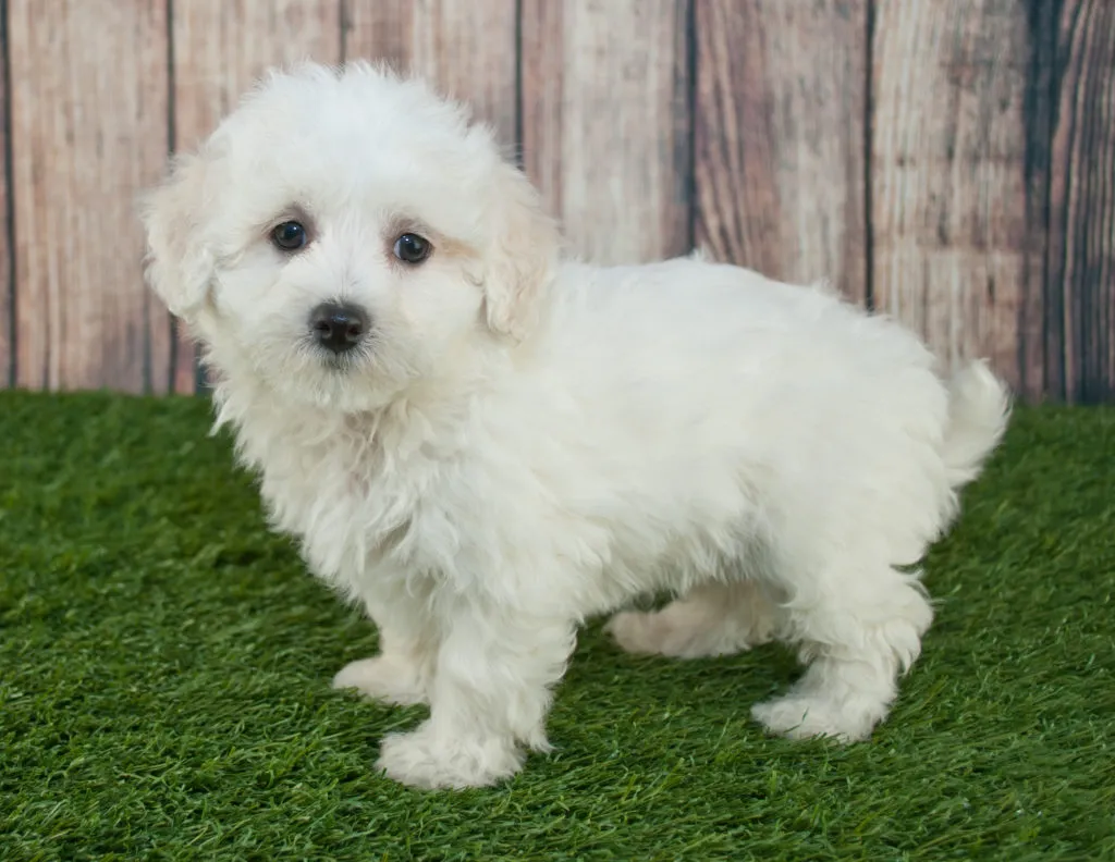 Bílý štěně maltipoo stojí na umělé trávě před dřevěným pozadím.