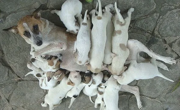 Matka pes s štěňaty kojícími se na kamenné dlažbě.