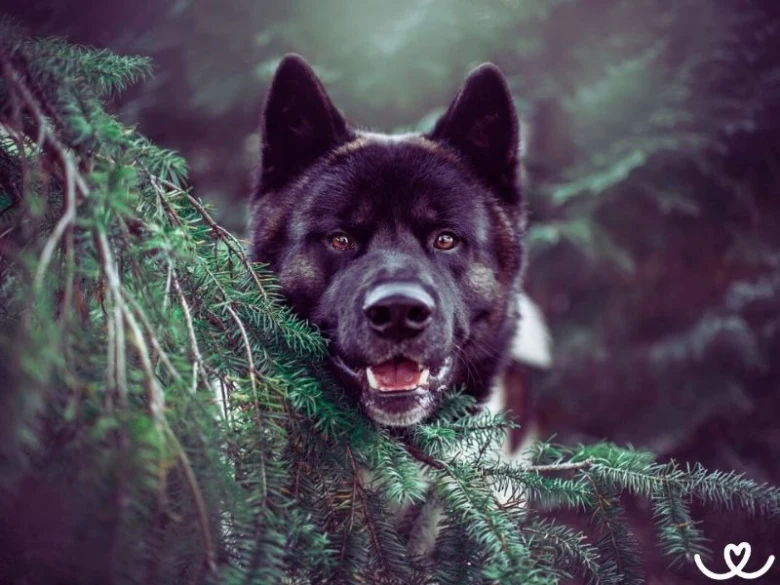 Černá americká akita stojí v lese mezi jehličnatými větvemi.