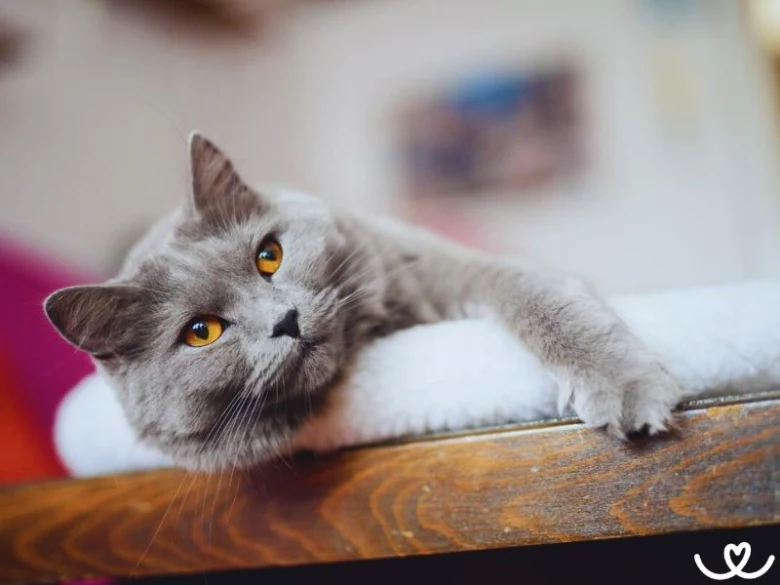 Blue cat lying down