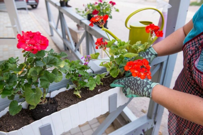 Osoba s rukavicemi zasazuje muškáty do květináče na balkóně.