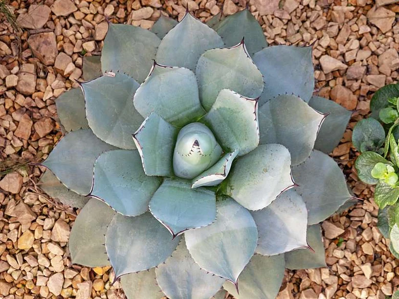 Zdorná modrozelená rostlina z rodiny Agavaceae pěstovaná v štěrku.