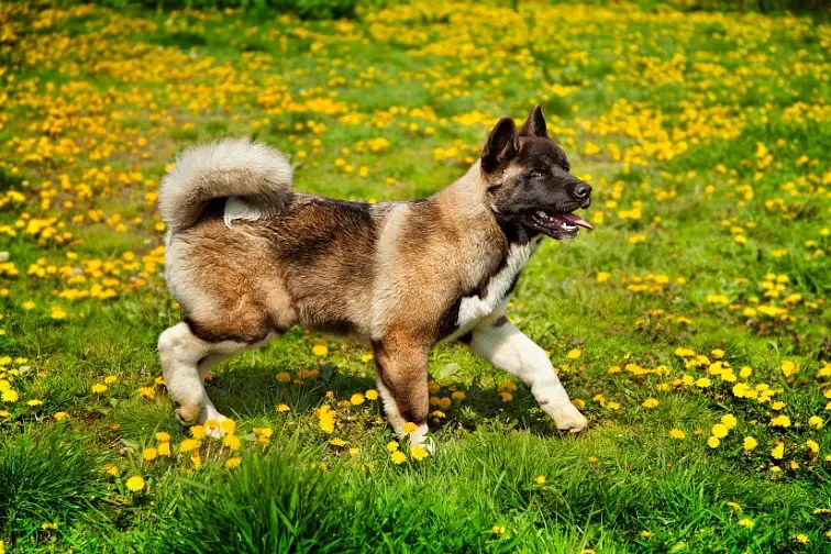 Americká akita chodí po trávníku s žlutými pampeliškami.