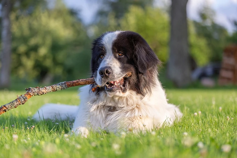 Černobílý pes plemene landseer leží na trávě s větvičkou v tlamě.