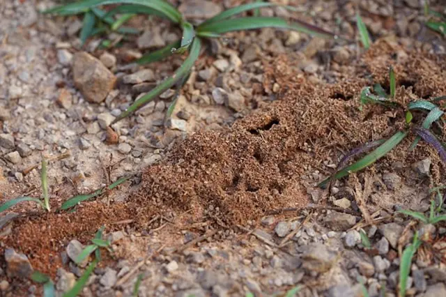 Ant mound on soil