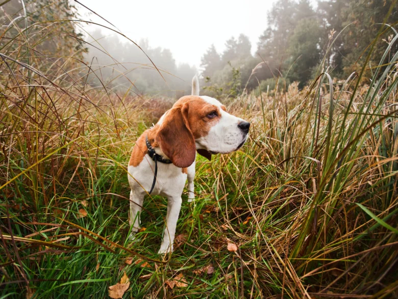 Lovecký pes beagle stojí v trávě s lesním pozadím.
