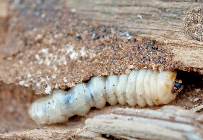 Bílá larva dřevokazného brouka v kousku starého dřeva.