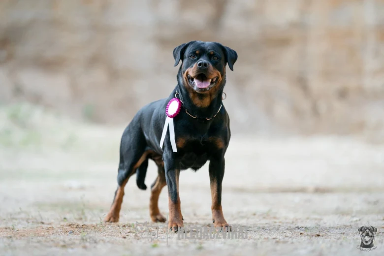 Rottweiler dog with ribbon