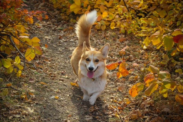 Šťastný corgi chodí po lesní cestě v podzimu.