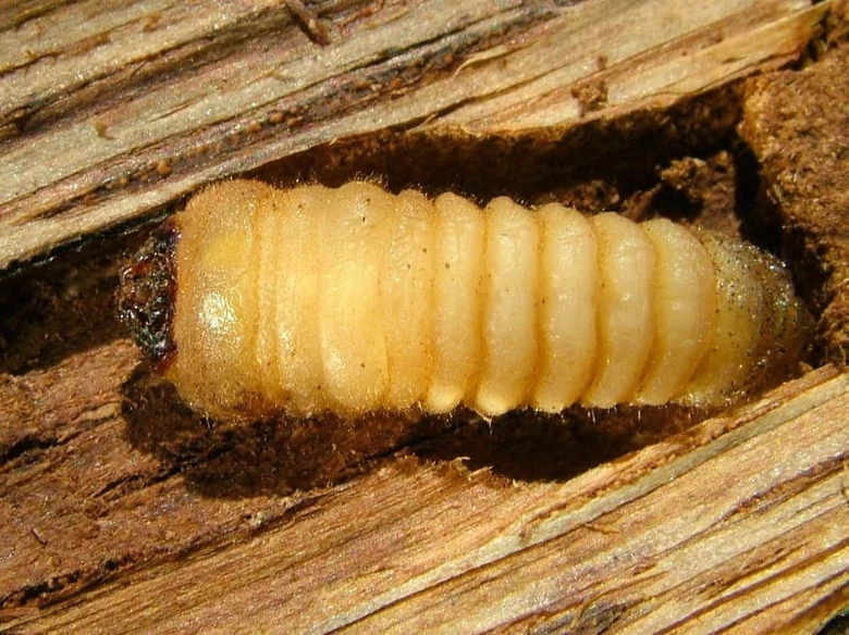 Larva tesaříka krovového v dřevě