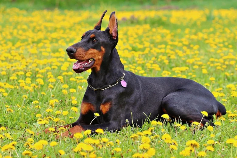 Černý doberman leží na trávníku s žlutými pampeliškami.